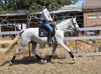 PRE, Mare, 9 years, 15.3 hh, Grey
