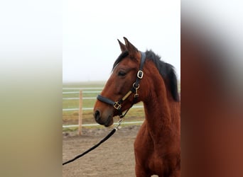 PRE, Mare, 9 years, 15,1 hh, Brown