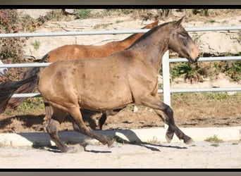 PRE Mix, Mare, 9 years, 15,1 hh, Buckskin