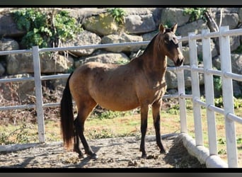 PRE Mix, Mare, 9 years, 15,1 hh, Buckskin