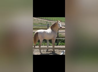PRE Mix, Mare, 9 years, 15,1 hh, Buckskin