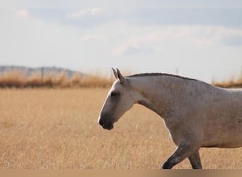 PRE Mix, Mare, 9 years, 15,1 hh, Gray