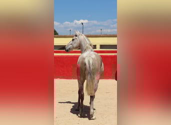 PRE Mix, Mare, 9 years, 15,1 hh, Grey