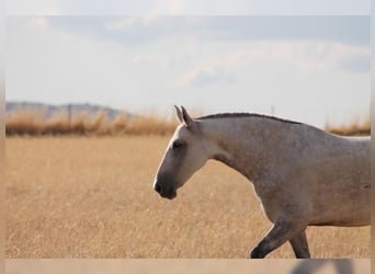 PRE Mix, Mare, 9 years, 15,1 hh, Grey
