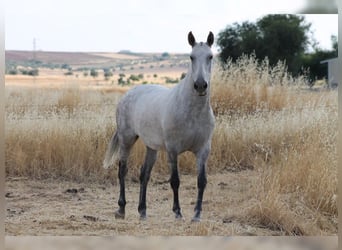 PRE Mix, Mare, 9 years, 15,1 hh, Grey