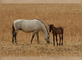 PRE Mix, Mare, 9 years, 15,1 hh, Grey