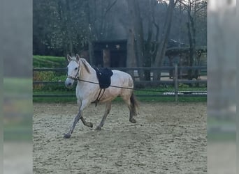 PRE Mix, Mare, 9 years, 15,1 hh, Grey