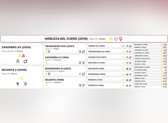 PRE, Mare, 9 years, 15,3 hh, Black