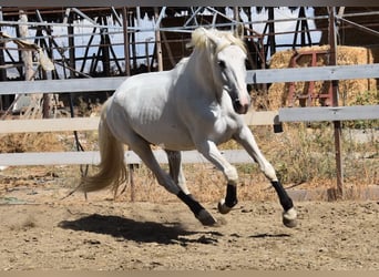 PRE Mix, Mare, 9 years, 15,3 hh, Grey