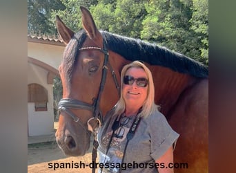 PRE Mix, Mare, 9 years, 16.1 hh, Brown