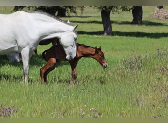 PRE, Mare, 9 years, 16.1 hh, Grey-Dapple