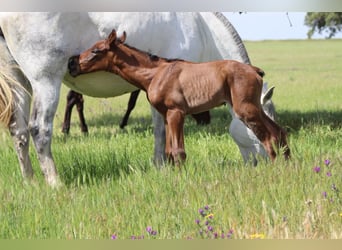 PRE, Mare, 9 years, 16.1 hh, Grey-Dapple