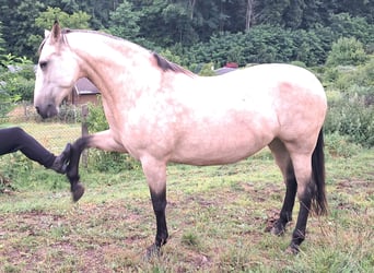 PRE Mix, Mare, 9 years, 16 hh, Buckskin
