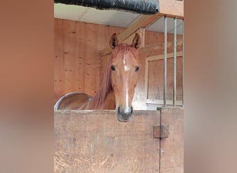 PRE Mix, Mare, 9 years, 16 hh, Chestnut-Red
