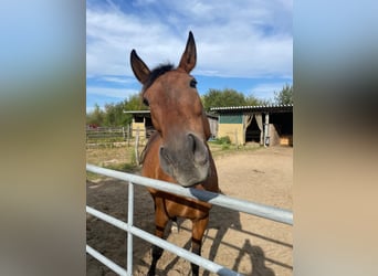 PRE Mix, Mare, 9 years, 16 hh, Dun