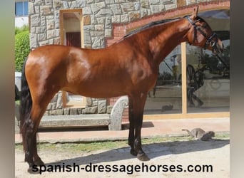 PRE Mix, Mare, 9 years, 16,1 hh, Brown