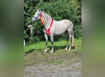 PRE Mix, Mare, 9 years, 16,1 hh, Gray