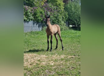 PRE, Mare, 9 years, 16,1 hh, Gray