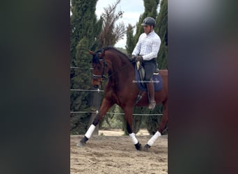 PRE Mix, Mare, 9 years, 17.2 hh, Brown