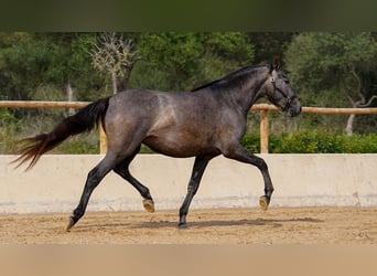 PRE Mix, Mare, 9 years, Gray