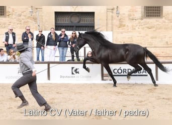PRE, Mare, , 12,1 hh, Brown