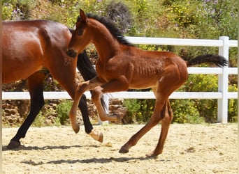 PRE, Mare, , 12,1 hh, Brown