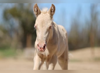 PRE, Mare, , 13,1 hh, Cremello