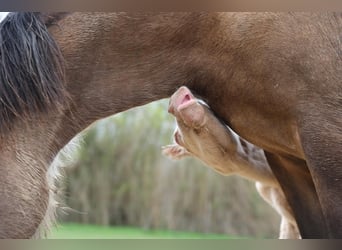 PRE, Mare, , 13,1 hh, Cremello