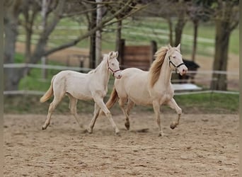 PRE, Mare, Foal (06/2025), 13,1 hh, Perlino