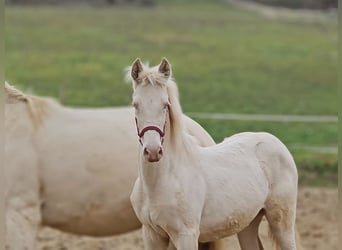 PRE, Mare, Foal (06/2025), 13,1 hh, Perlino