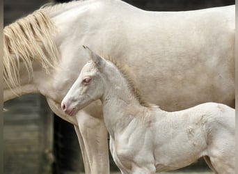 PRE, Mare, Foal (07/2025), 13,1 hh, Perlino