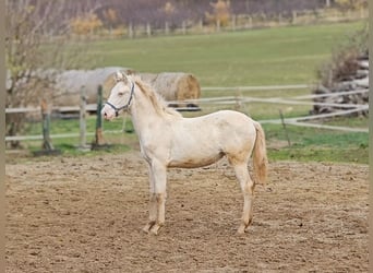 PRE, Mare, Foal (07/2025), 13,1 hh, Perlino