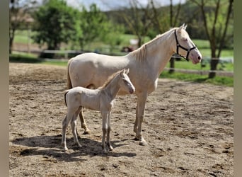 PRE, Mare, Foal (07/2025), 13,1 hh, Perlino