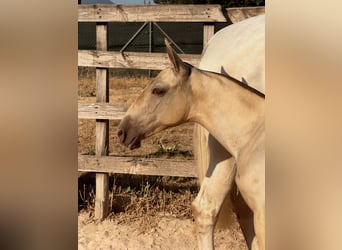PRE, Mare, Foal (03/2026), 15.1 hh, Grey