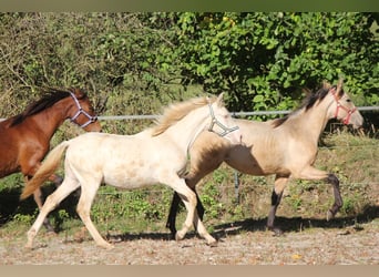 PRE, Mare, Foal (03/2023), 15.1 hh, Perlino