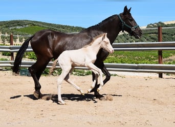 PRE, Mare, Foal (04/2024), 15.2 hh, Black