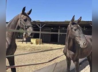 PRE Mix, Mare, Foal (01/2025), 15.2 hh, Black