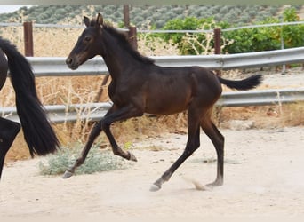 PRE, Mare, Foal (04/2026), 15.2 hh, Black