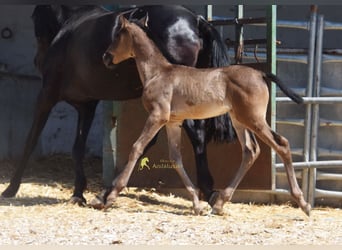 PRE, Mare, Foal (04/2026), 15.2 hh, Black