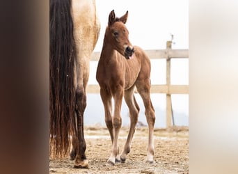 PRE, Mare, Foal (02/2026), 15.2 hh, Brown