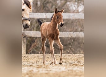 PRE, Mare, Foal (02/2026), 15.2 hh, Brown