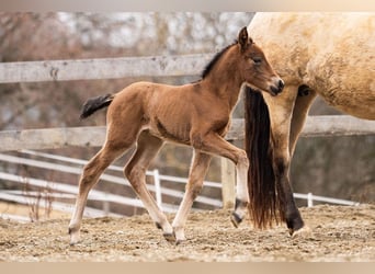 PRE, Mare, Foal (02/2026), 15.2 hh, Brown