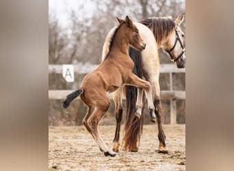 PRE, Mare, Foal (02/2026), 15.2 hh, Brown