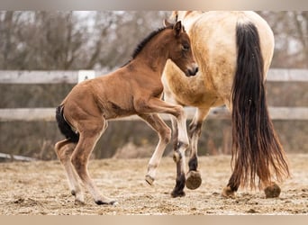 PRE, Mare, Foal (02/2026), 15.2 hh, Brown