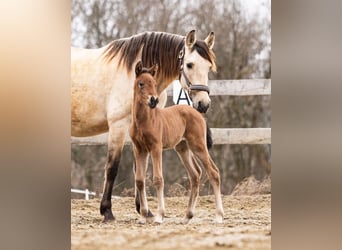 PRE, Mare, Foal (02/2026), 15.2 hh, Brown