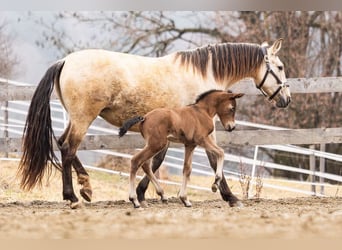 PRE, Mare, Foal (02/2026), 15.2 hh, Brown
