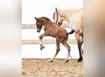 PRE, Mare, Foal (02/2026), 15.2 hh, Brown
