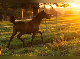 PRE, Mare, Foal (09/2024), 15,2 hh, Brown