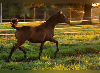 PRE, Mare, Foal (09/2024), 15,2 hh, Brown