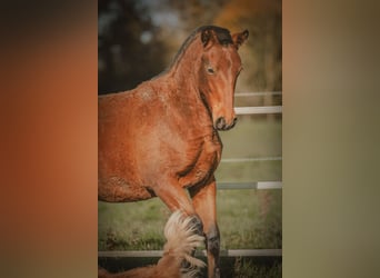 PRE, Mare, Foal (09/2024), 15,2 hh, Brown